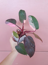 Load image into Gallery viewer, Philodendron Pink Princess (Plant)
