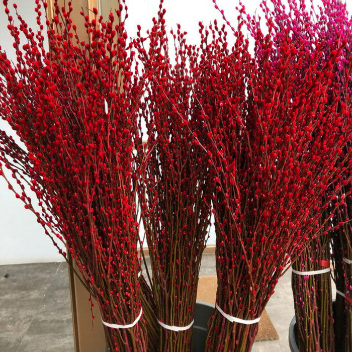 Pussy Willow Red, Single (10 Stalks)