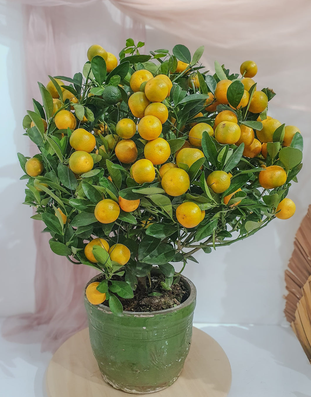 Mandarin Orange (Plant 80cm)