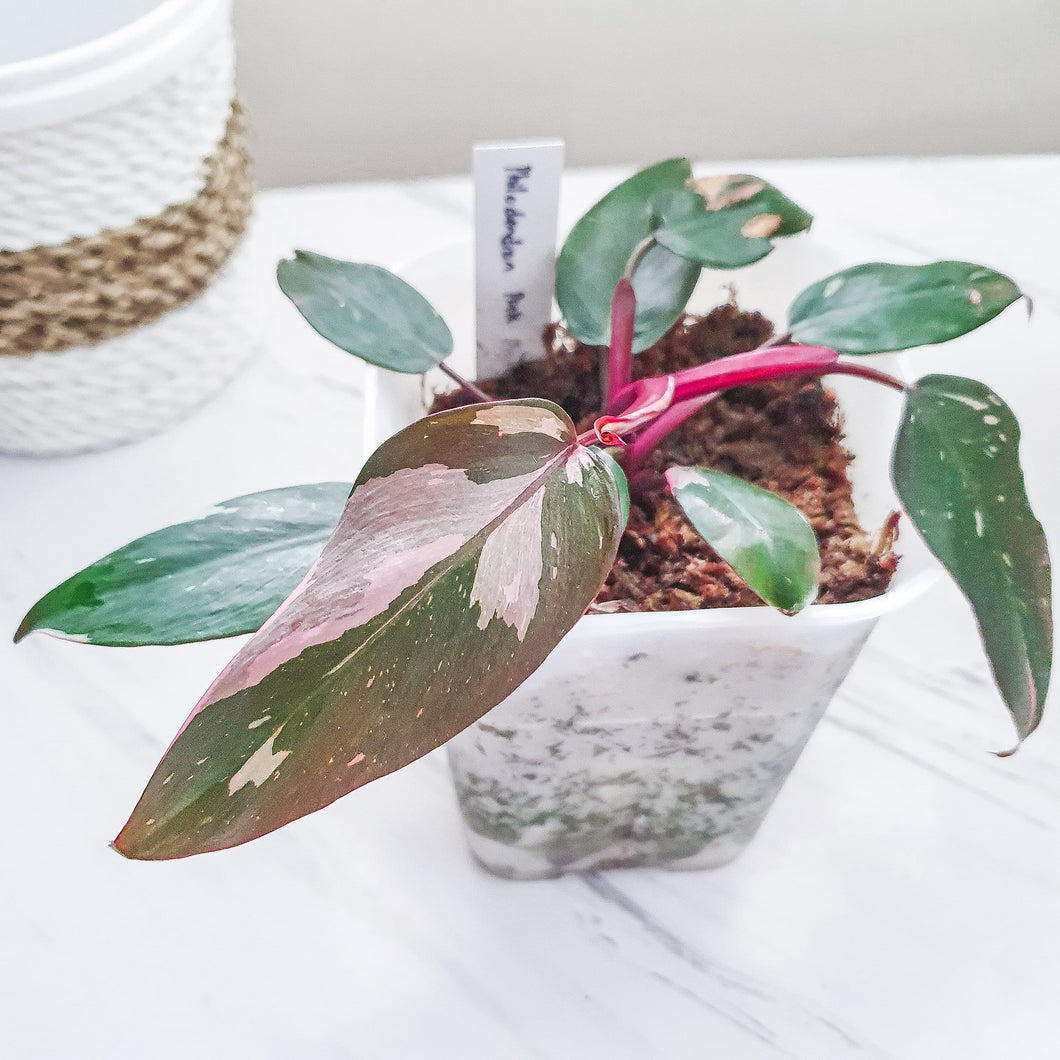 Philodendron Pink Princess (Plant)