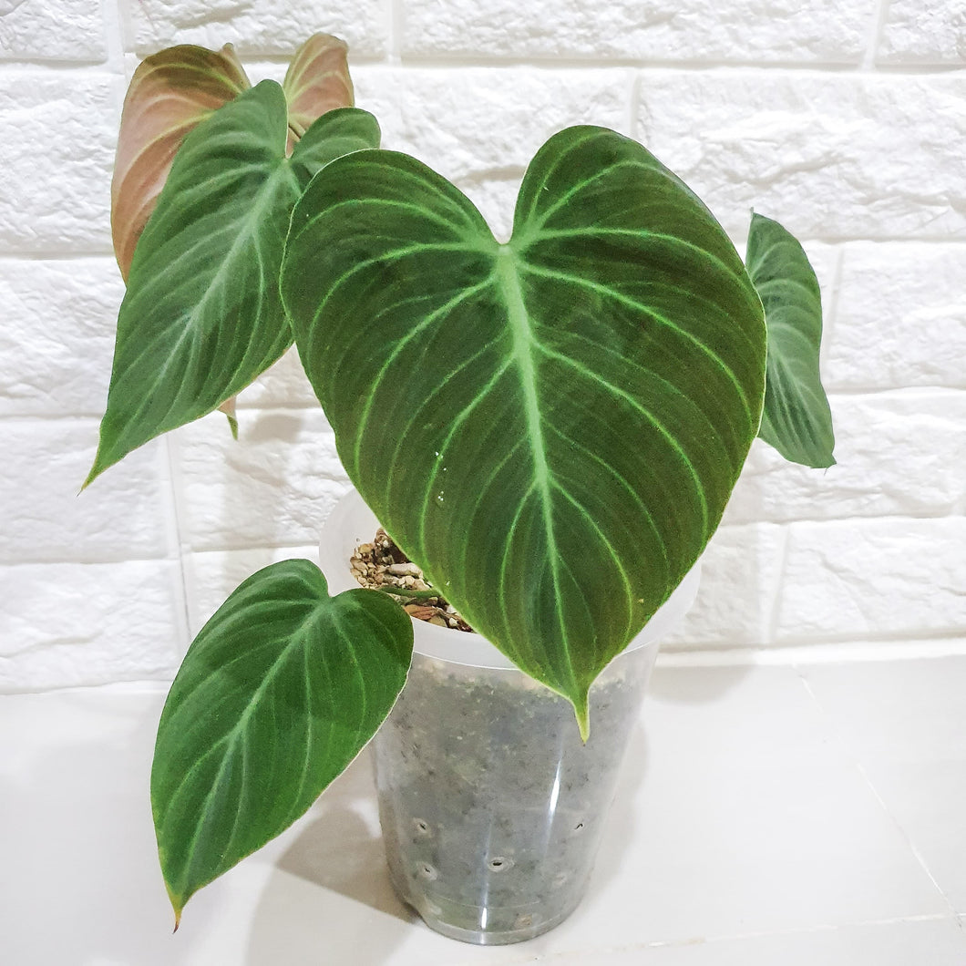 Philodendron El Choco Red (Plant)