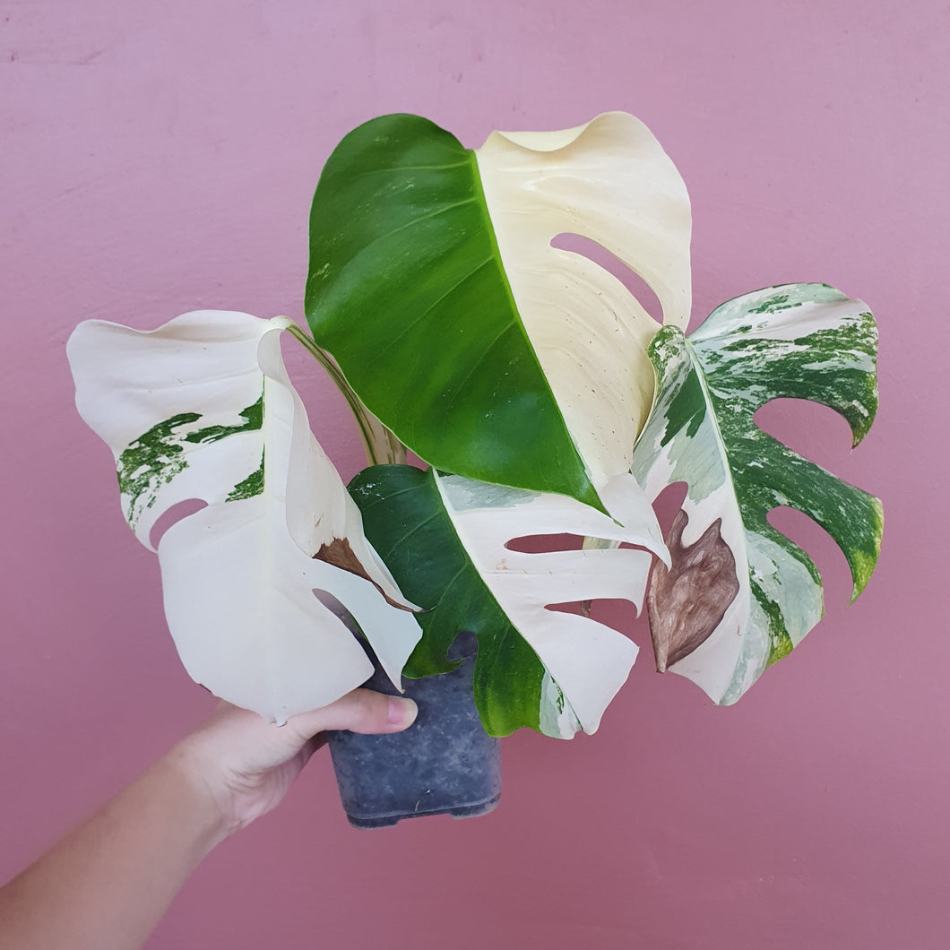 Monstera Varigata Halfmoon (Plant)